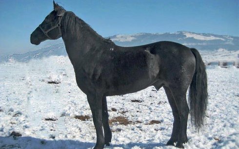 Кабардин (Kabardian horse breed)