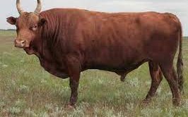 Калмыцкая порода (Kalmyk breed of cows)