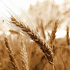 Пшеница сорта Карабалыкская 20