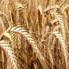 Пшеница сорта Карабалыкская 90
