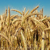 Пшеница сорта Карабалыкская озимая