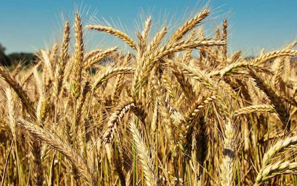 Пшеница сорта Карабалыкская озимая