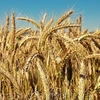 Пшеница сорта Карабалыкская ранняя