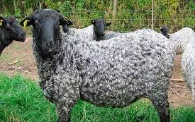 Каракульская порода овец (Karakulska)