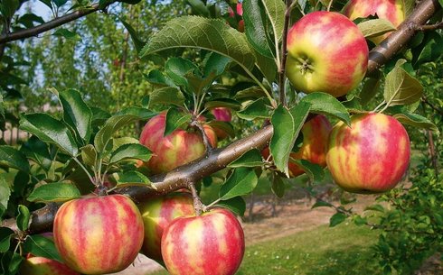 Яблоня сорт Карнавал