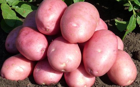 Картофель сорт Рэд Роуз