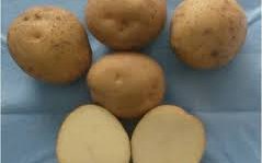 Картофель сорт Тяньшанский