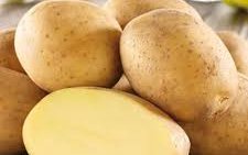 Картофель сорт Ұлытау