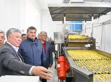 В Кызылорде запущен завод по производству картофеля фри