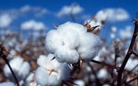 Хлопчатник сорт С-4727