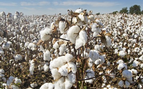 Хлопчатник сорт Туркестан