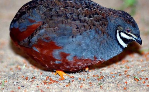 Китайский расписной перепел (Chinese painted quail) (King quail)
