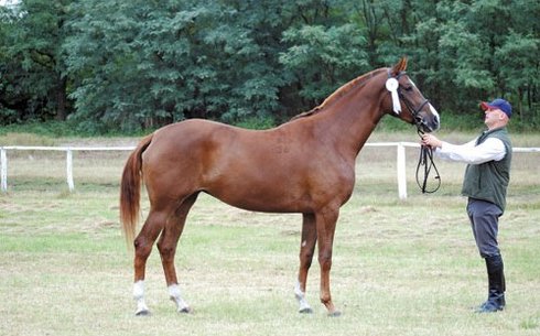 Кишберская полукровная (Kishberian half-breed)