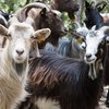 Корсикалық ешкі тұқымы (Corsican Goats, Capra corsa)