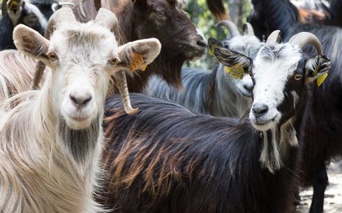 Корсиканская порода коз (Corsican Goats, Capra Corsa)