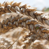 Пшеница сорта Костанайская 207