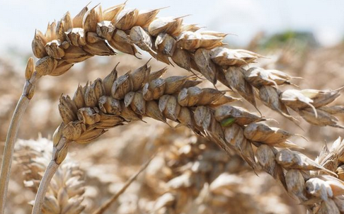 Пшеница сорта Костанайская 207