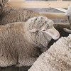 Краснояр қой тұқымы (Krasnoyarskaya sheep)