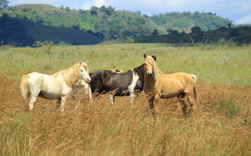 Сандалвудский пони (Sandalwood Pony)