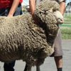 Кулундинская порода овец (Kulunda breed)