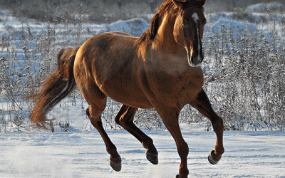 Кустанайская (Kustanai breed)