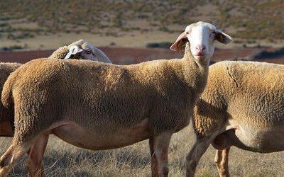 Лакаюне порода овец (Lacaune)