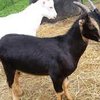 Ламанча порода коз (LaMancha)