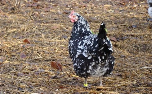 Гурне (Le Poule de Gournay)