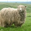 Линкольн қой тұқымы (Lincoln sheep)