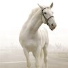 Липпициан (Липициан) (Липизан) (Lipizzan)