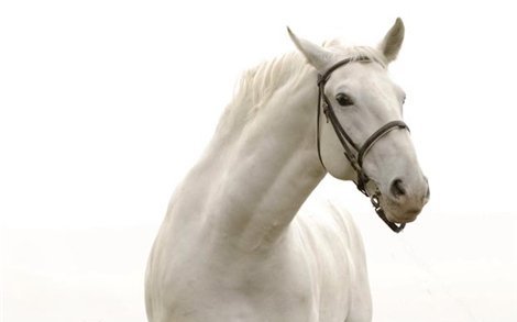 Липпицианская (Липицианская) (Липизанская) (Lipizzan)