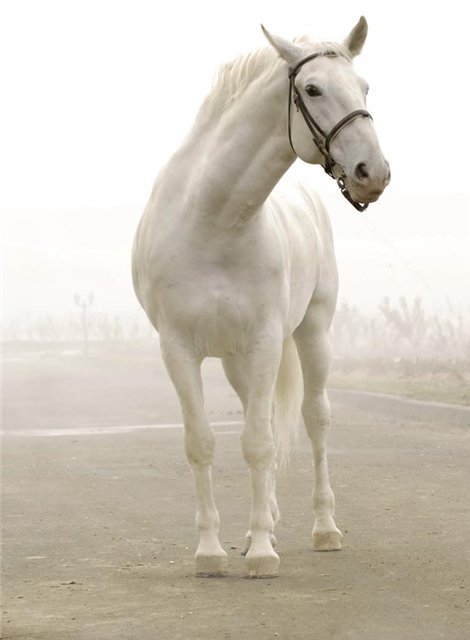 Lipizzan