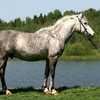 Локайская (Lokai horse)