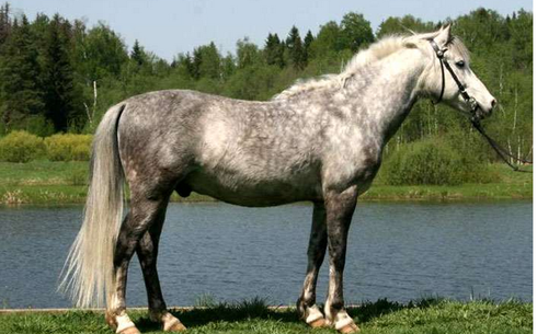 Локайская (Lokai horse)