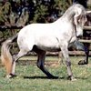 Лузитано (Lusitano)