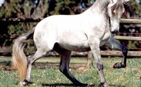 Лузитано (Lusitano)