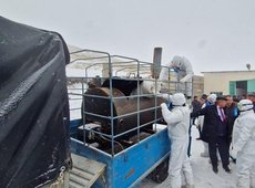 В Жамбылской области проходят учения по ликвидации чумы