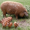 Мангалица (Mangalica)