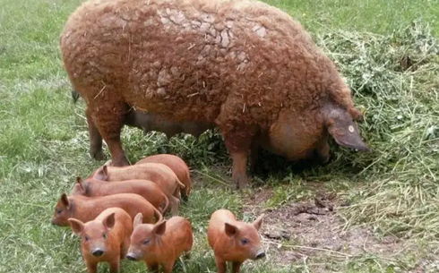 Мангалица (Mangalica)