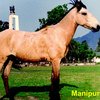 Манипури пони (Manipuri pony)