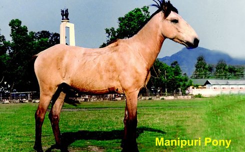 Манипури пони (Manipuri pony)