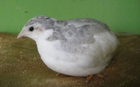 Мраморный перепел  (Marbled  quail)