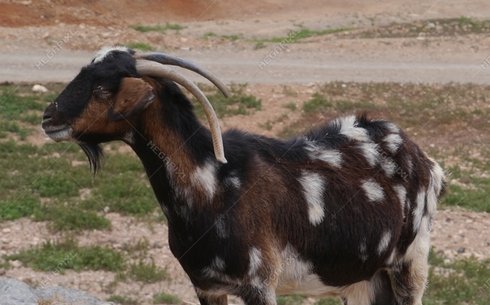 Махореро порода коз (Majorera)
