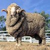 Меринос порода овец (Merino)