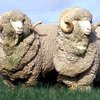 Әзірбайжан тау мериносы (Azerbaijani mountain merino)