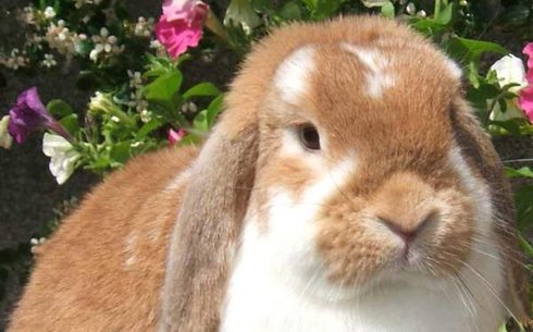 Шағын қой қояны (Mini Lop)