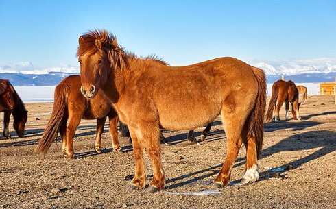 Монгольская (Mongolian horse)