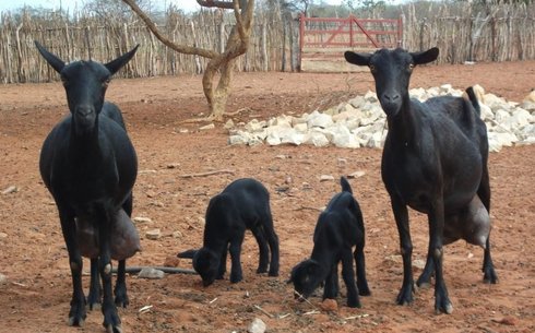 Мурсия-Гранада порода коз (Murcia-Granada Goats)