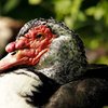 Мускусная утка (Muscovy duck)