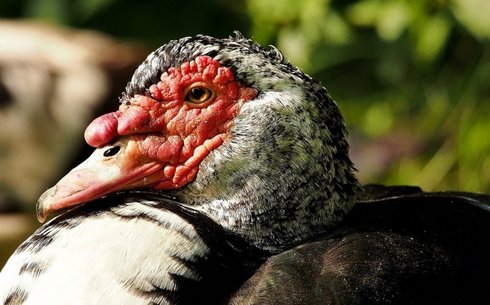 Мускусная утка (Muscovy duck)